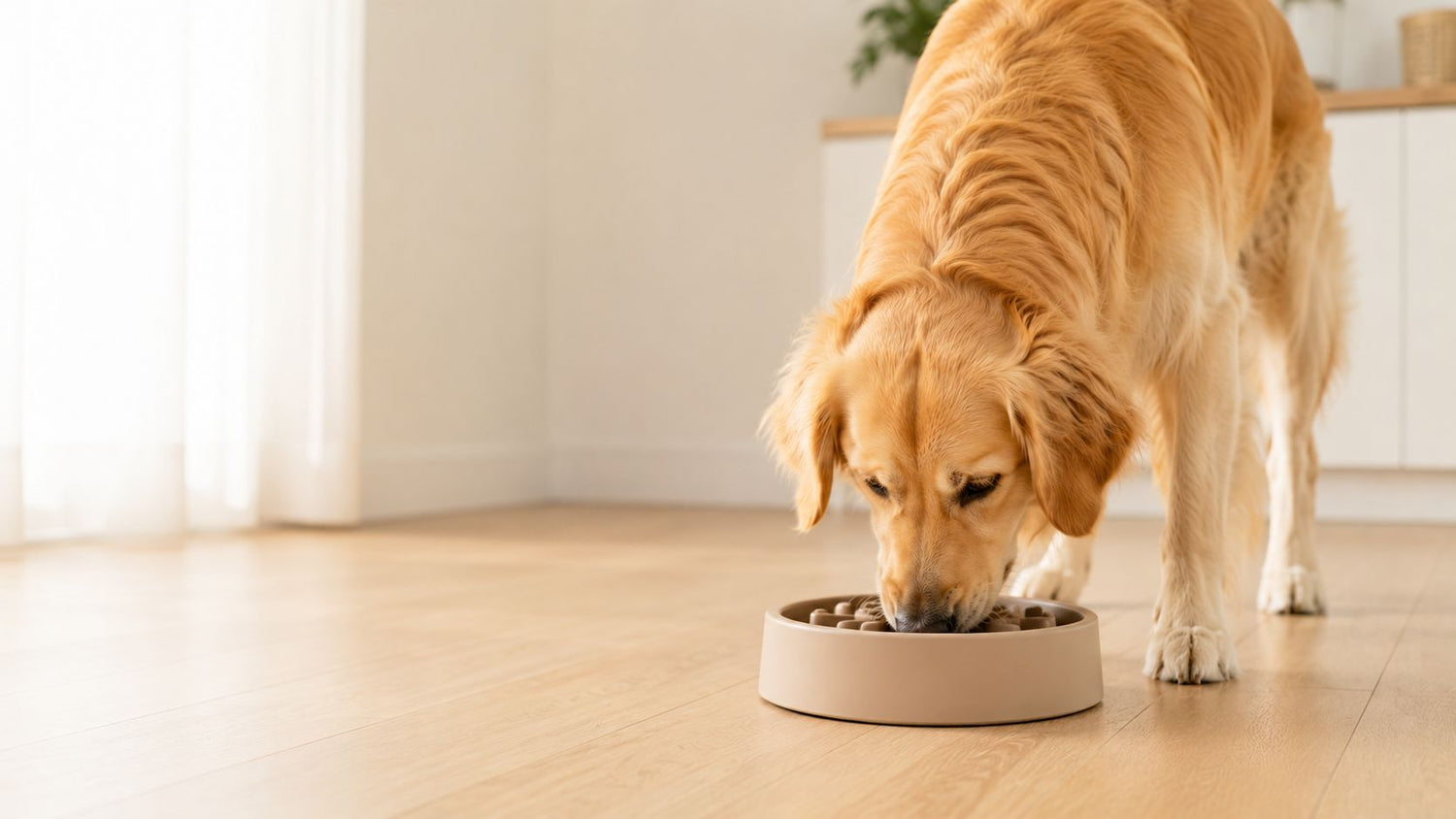 Feeding Solutions